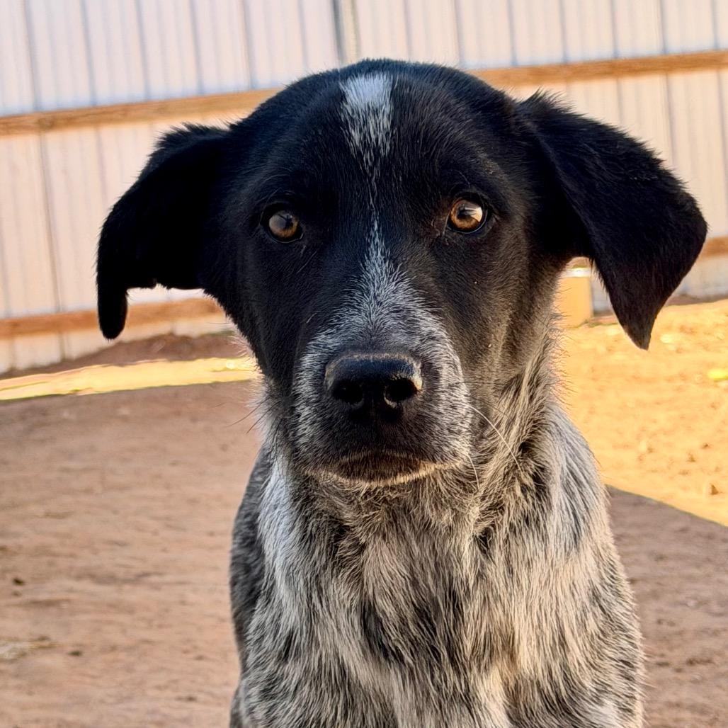 Enlarge Brangus, a Adoptable mixed breed in Moab, UT image 5/6