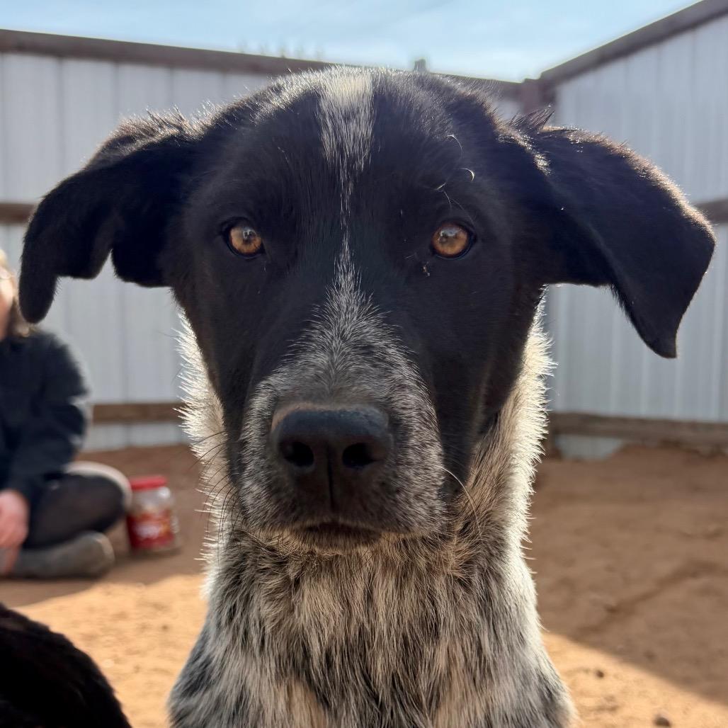 Enlarge Brangus, a Adoptable mixed breed in Moab, UT image 6/6