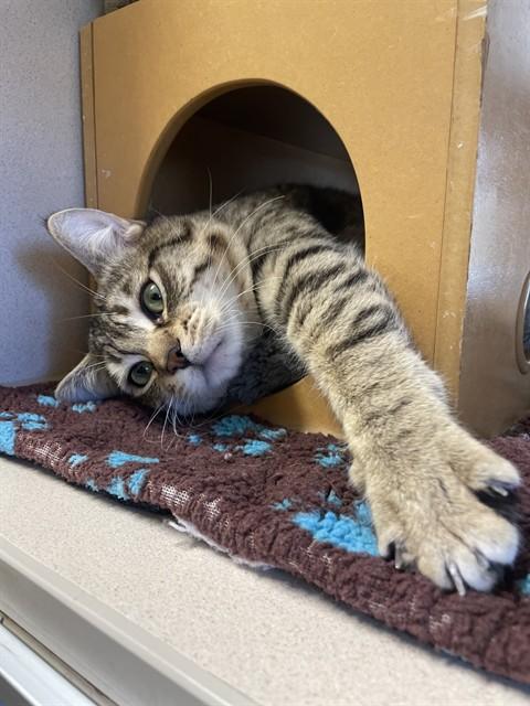 Enlarge CUDDLES, a Adoptable Domestic Medium Hair in South Lake Tahoe, CA image 1/1