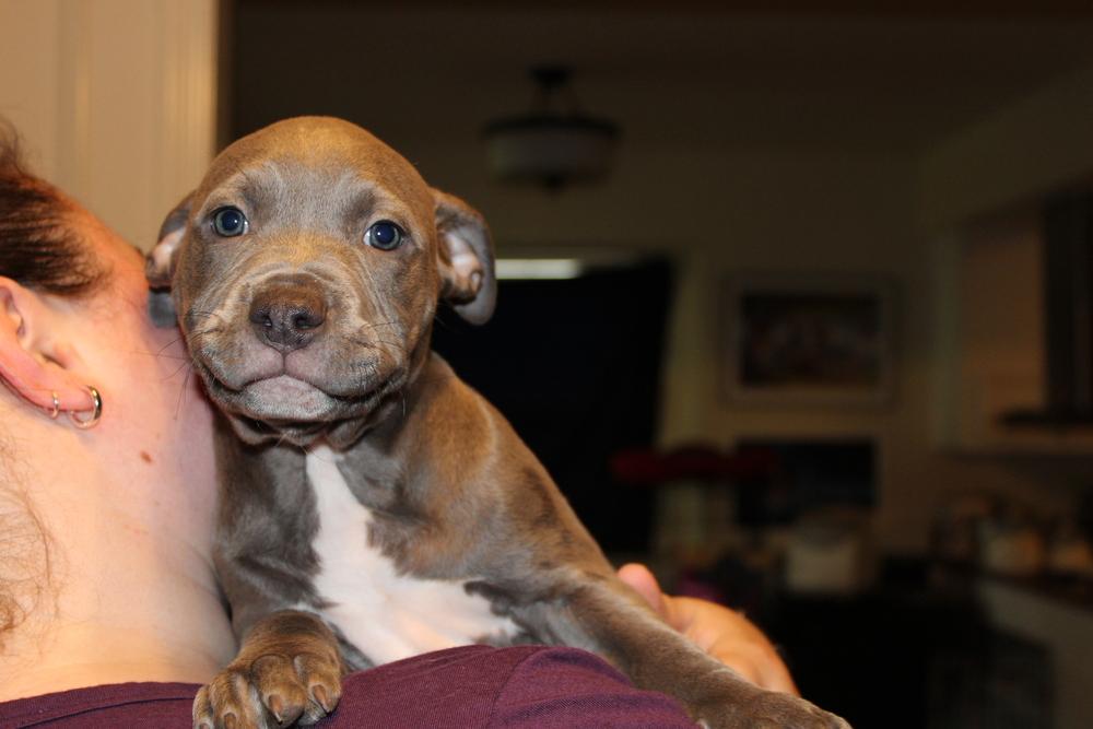 Wendy, Adopted, Puppy Female American Staffordshire Terrier.