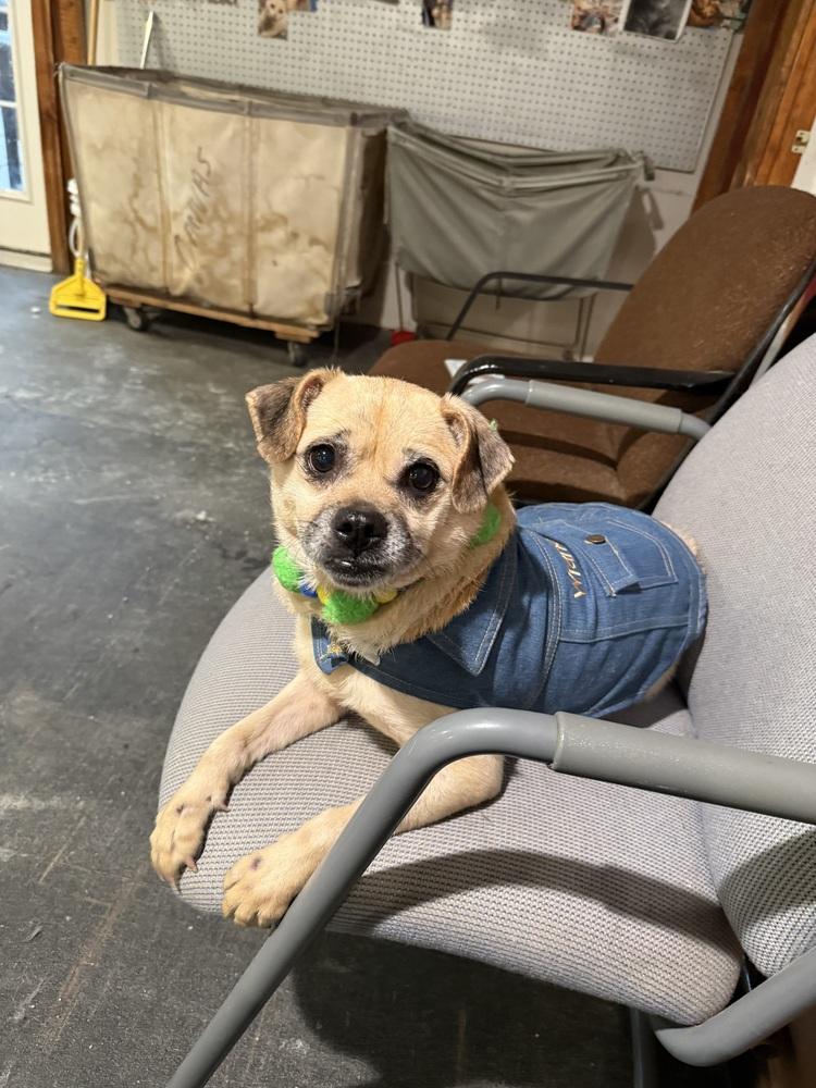 Tater, Adoptable, Adult Female Pug & Beagle.