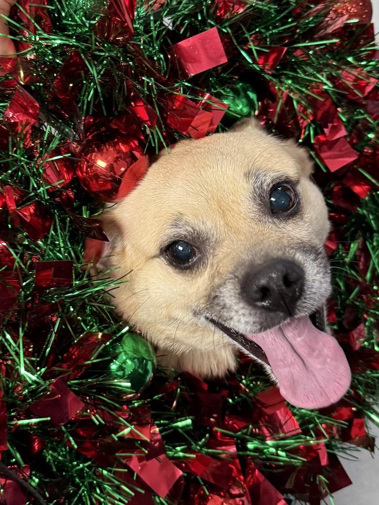 Enlarge Tater, a Adoptable mixed breed in Franklin, PA image 2/3