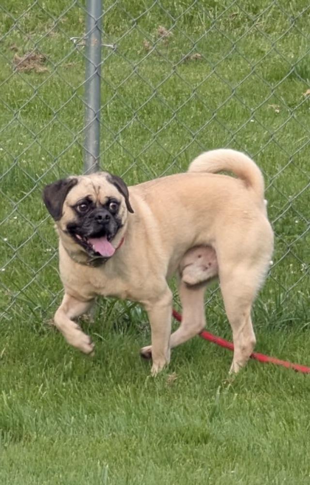Enlarge Tater, a Adoptable mixed breed in Franklin, PA image 4/5