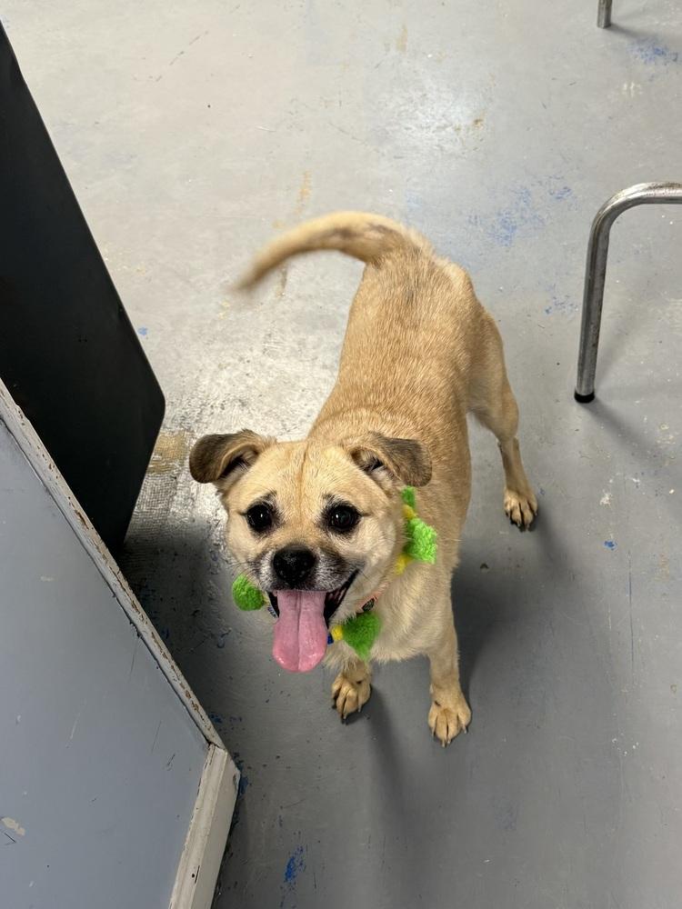 Enlarge Tater, a Adoptable mixed breed in Franklin, PA image 3/3