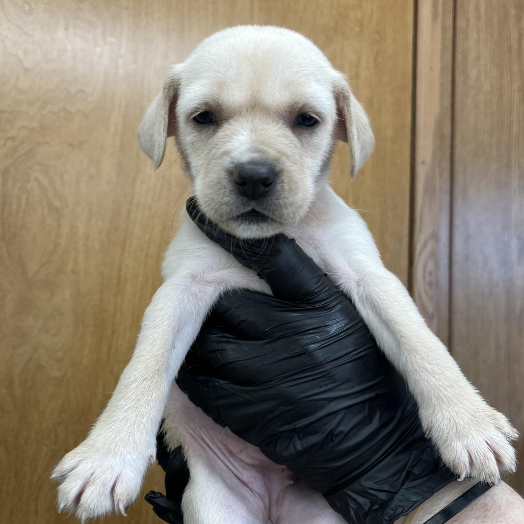 Hattie D26-082, Adoptable, Puppy Female Beagle & Husky.