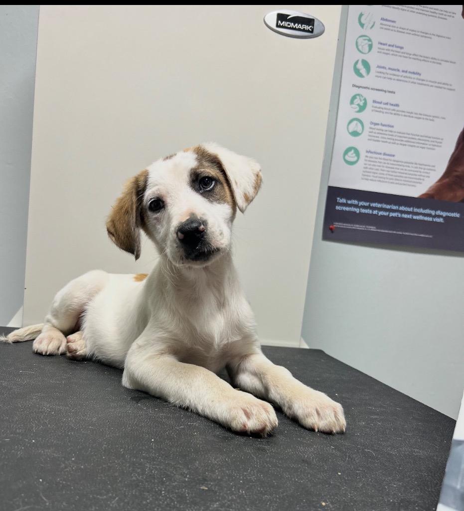 Enlarge Rabbit, a Adoptable mixed breed in Mount Gilead, NC image 1/3
