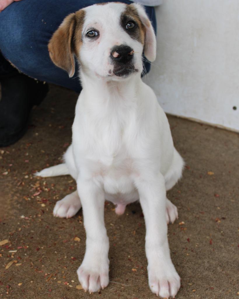 Enlarge Rabbit, a Adoptable mixed breed in Mount Gilead, NC image 2/3