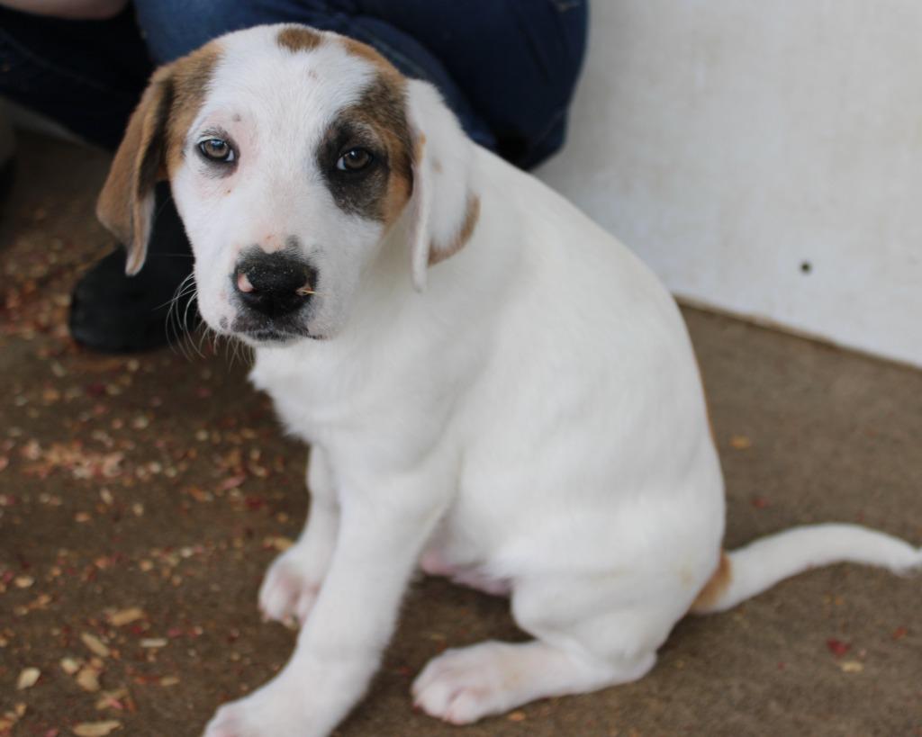 Enlarge Rabbit, a Adoptable mixed breed in Mount Gilead, NC image 3/3