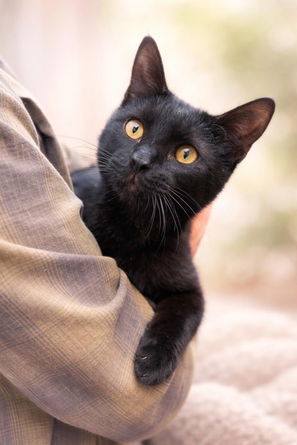 Wishes Napa, Adopted, Kitten Male Bombay & Domestic Short Hair.