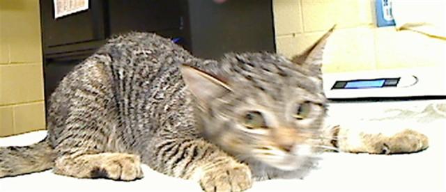 Enlarge MEEZA, a Adoptable mixed breed in Cookeville, TN image 1/1