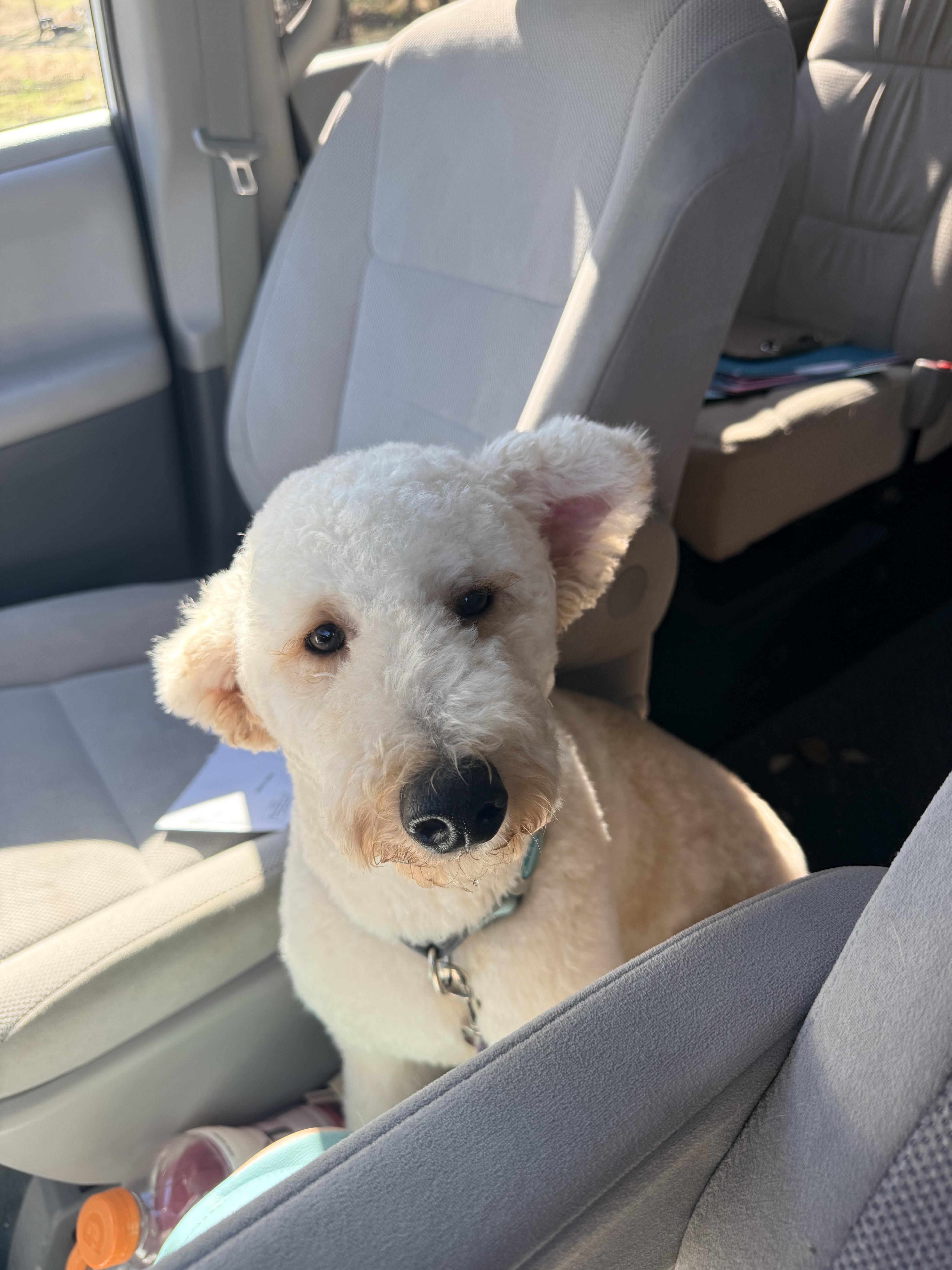 Jack Jack, Adoptable, Young Male Goldendoodle.
