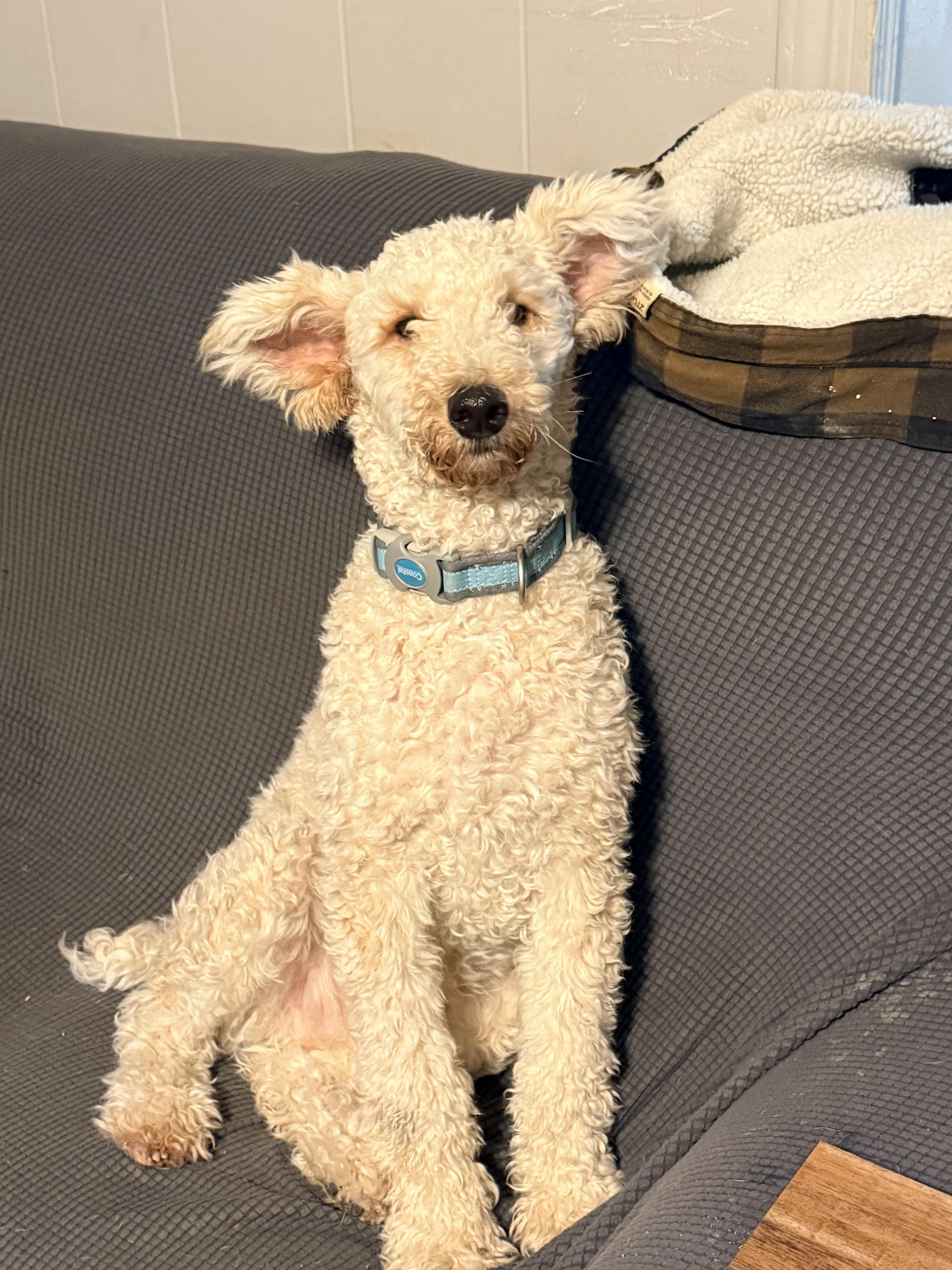 Jack Jack, a Adoptable Goldendoodle in modesto, CA image 2/6