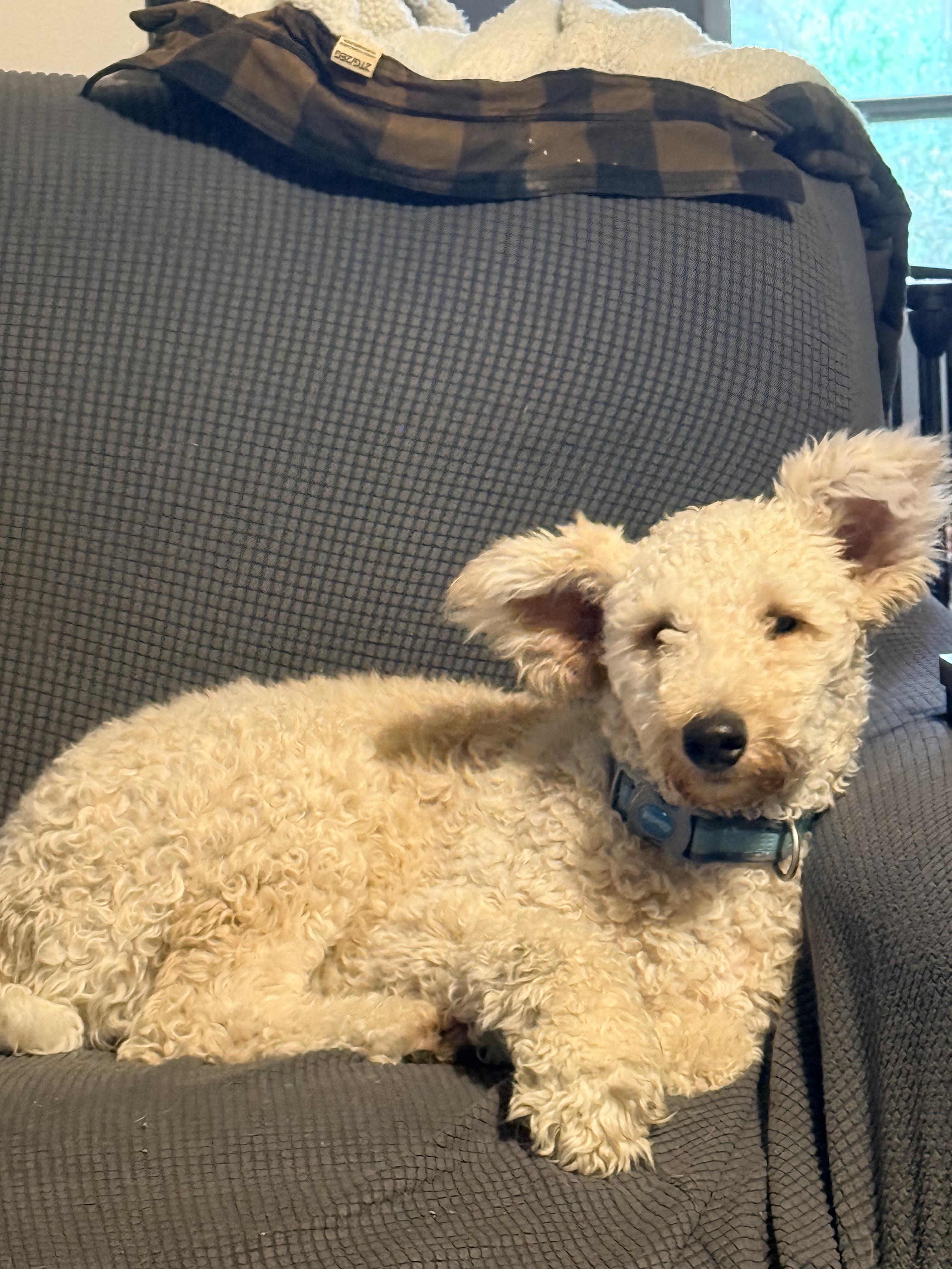 Jack Jack, a Adoptable Goldendoodle in modesto, CA image 3/6