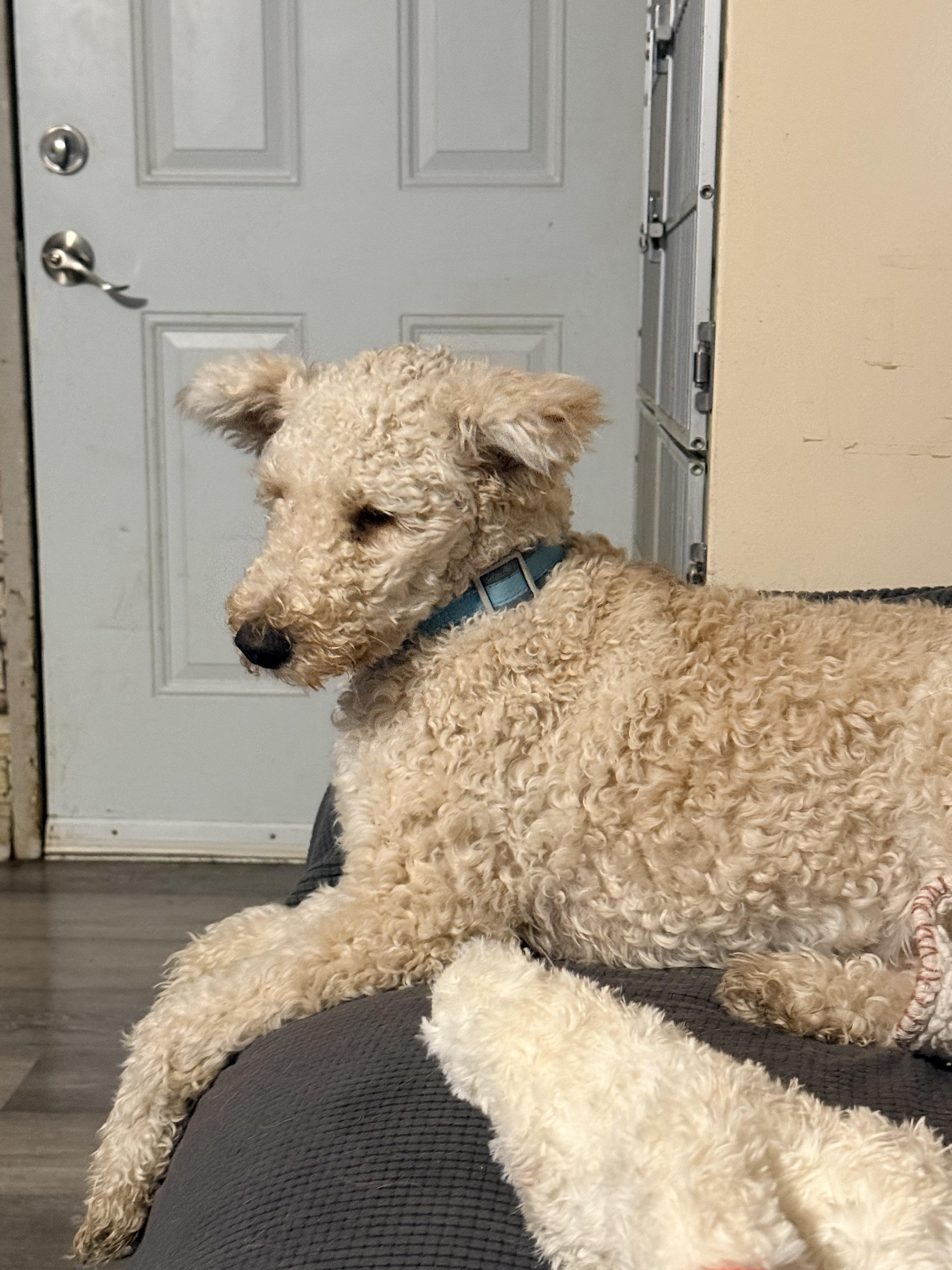 Jack Jack, a Adoptable Goldendoodle in modesto, CA image 4/6