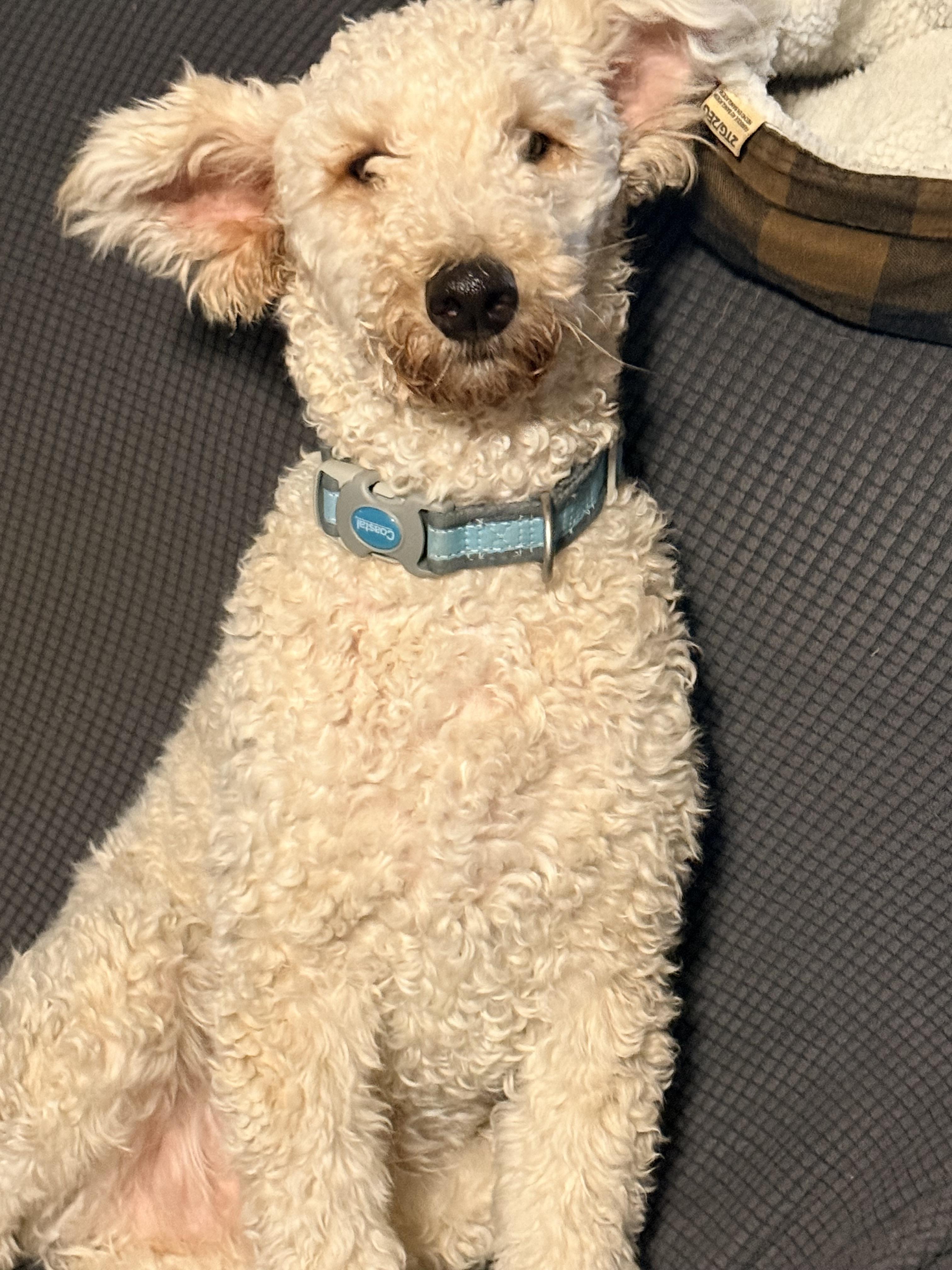 Jack Jack, a Adoptable Goldendoodle in modesto, CA image 5/6