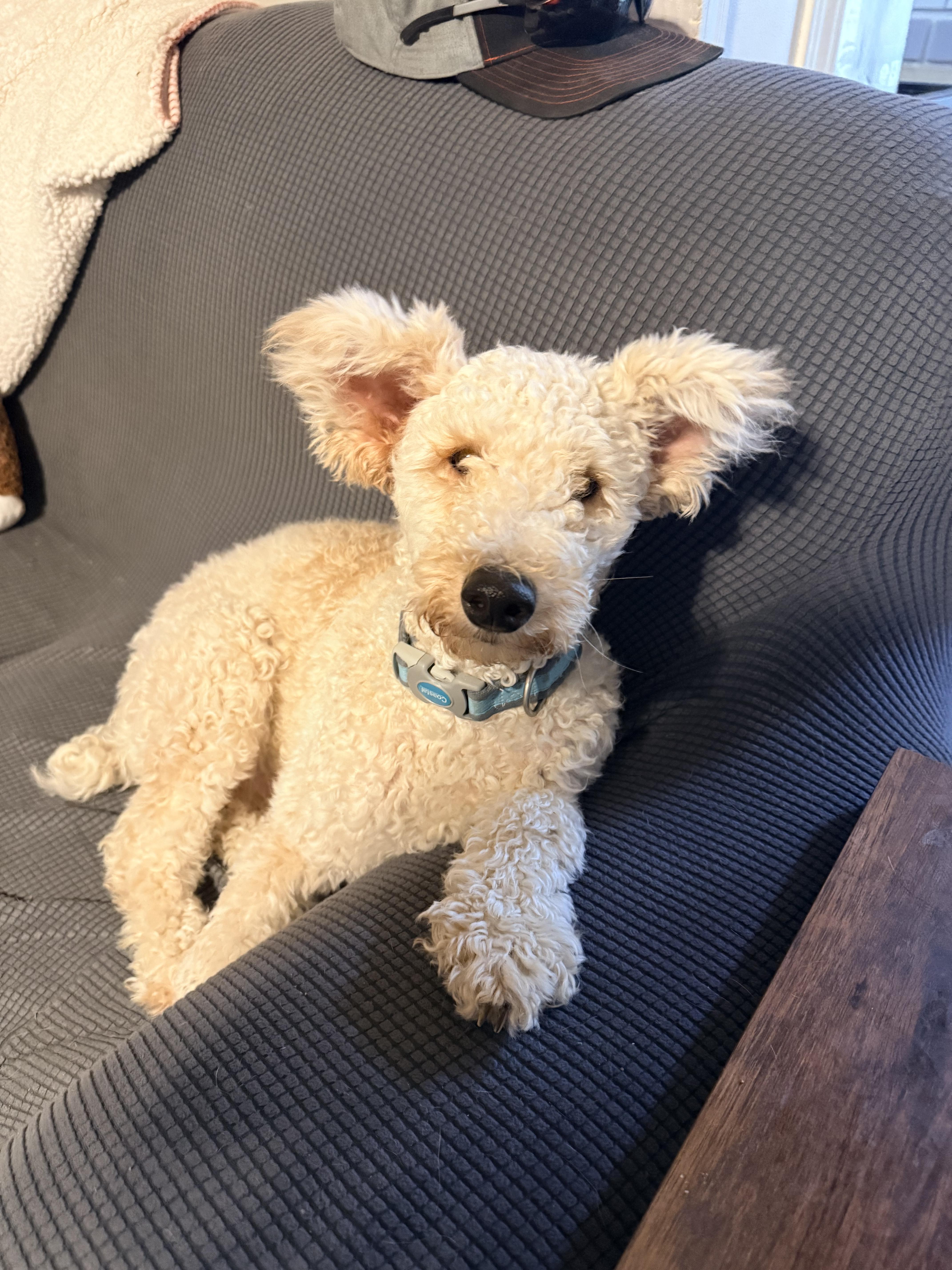 Jack Jack, a Adoptable Goldendoodle in modesto, CA image 6/6