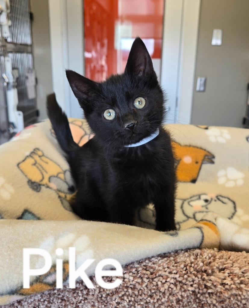 Enlarge Pike, a Adopted mixed breed in Sidney, OH image 1/1