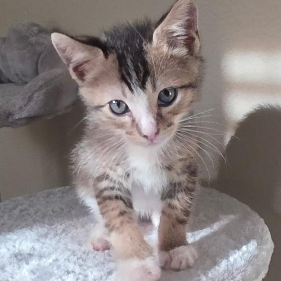Jake, Adoptable, Kitten Male Domestic Short Hair & Abyssinian.