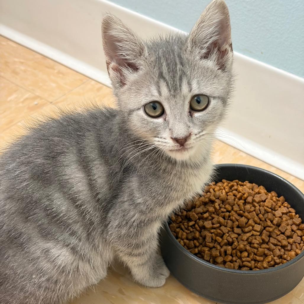Tiny, Adoptable, Kitten Female Domestic Short Hair.