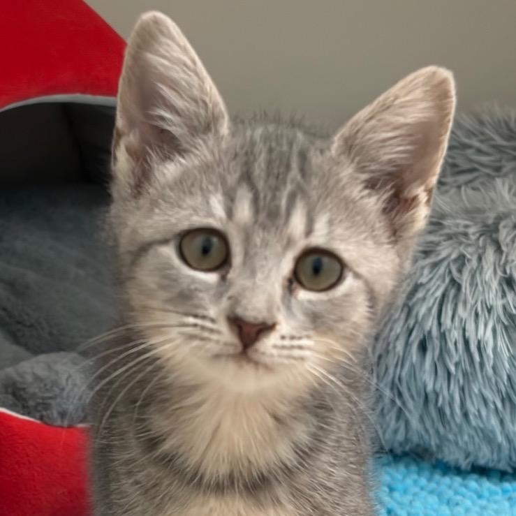 Enlarge Tiny, a Adoptable Domestic Short Hair in Greensboro, GA image 2/4