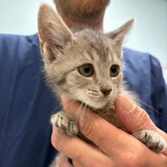 Enlarge Tiny, a Adoptable Domestic Short Hair in Greensboro, GA image 3/4