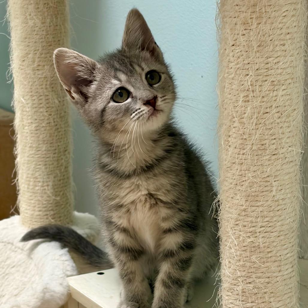 Enlarge Tiny, a Adoptable Domestic Short Hair in Greensboro, GA image 4/4
