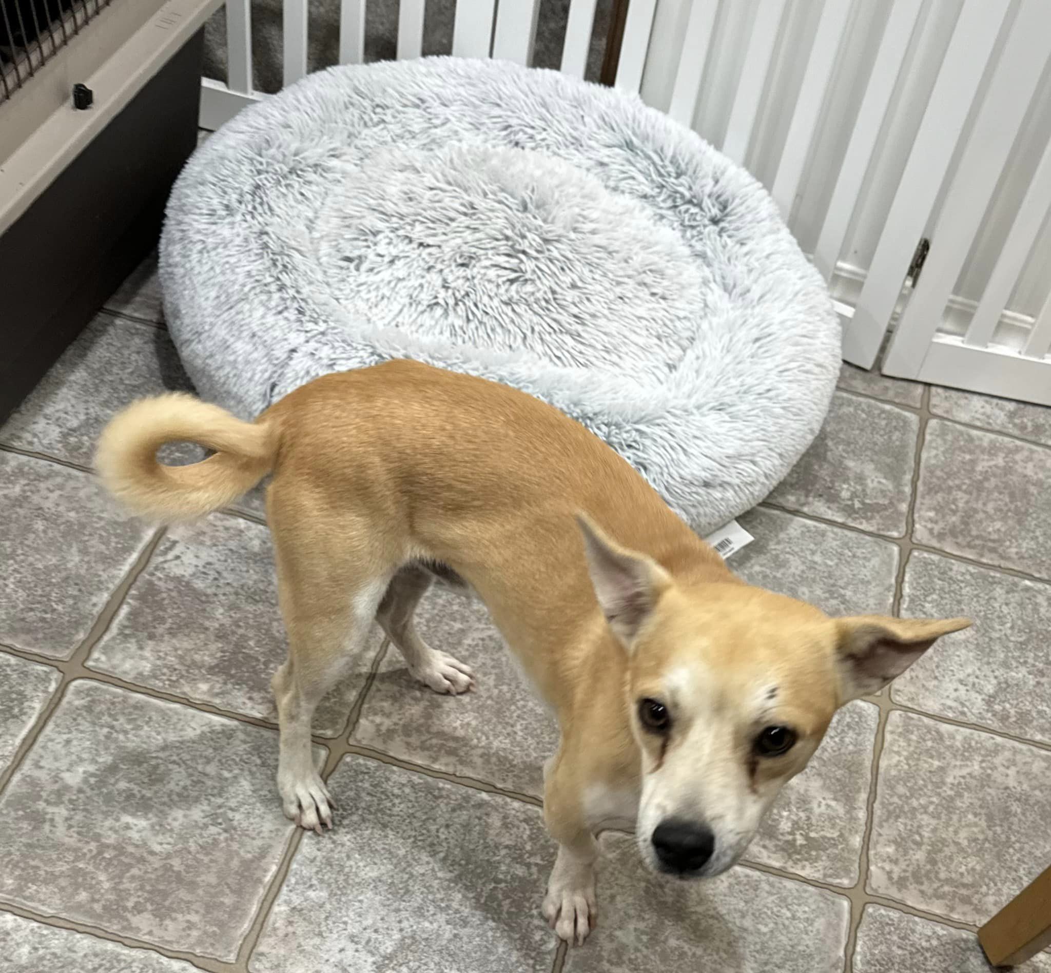 Dog for adoption CAPTAIN HADDOCK, a Chihuahua in Puyallup, WA Petfinder