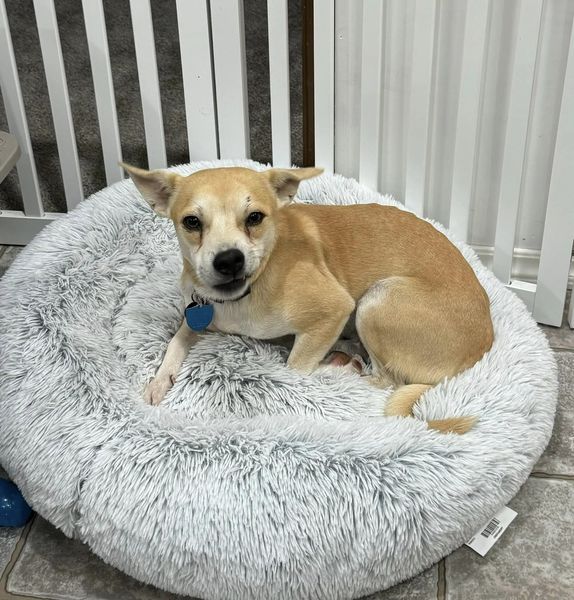 Dog for adoption CAPTAIN HADDOCK, a Chihuahua in Puyallup, WA Petfinder