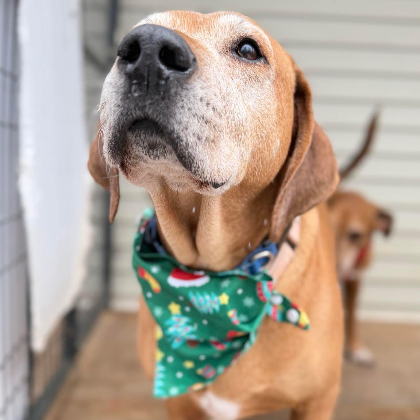 Sugarplum, a Adoptable mixed breed in Argyle, NY image 1/6