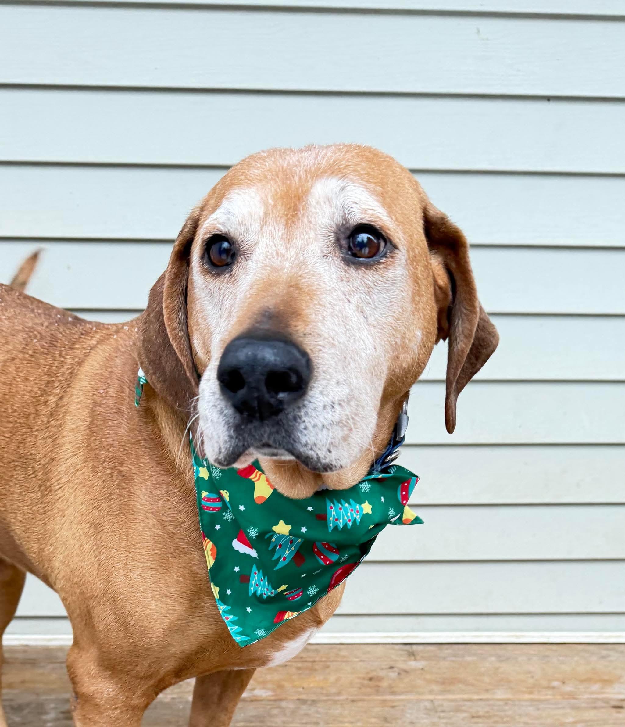 Sugarplum, a Adoptable mixed breed in Argyle, NY image 4/6