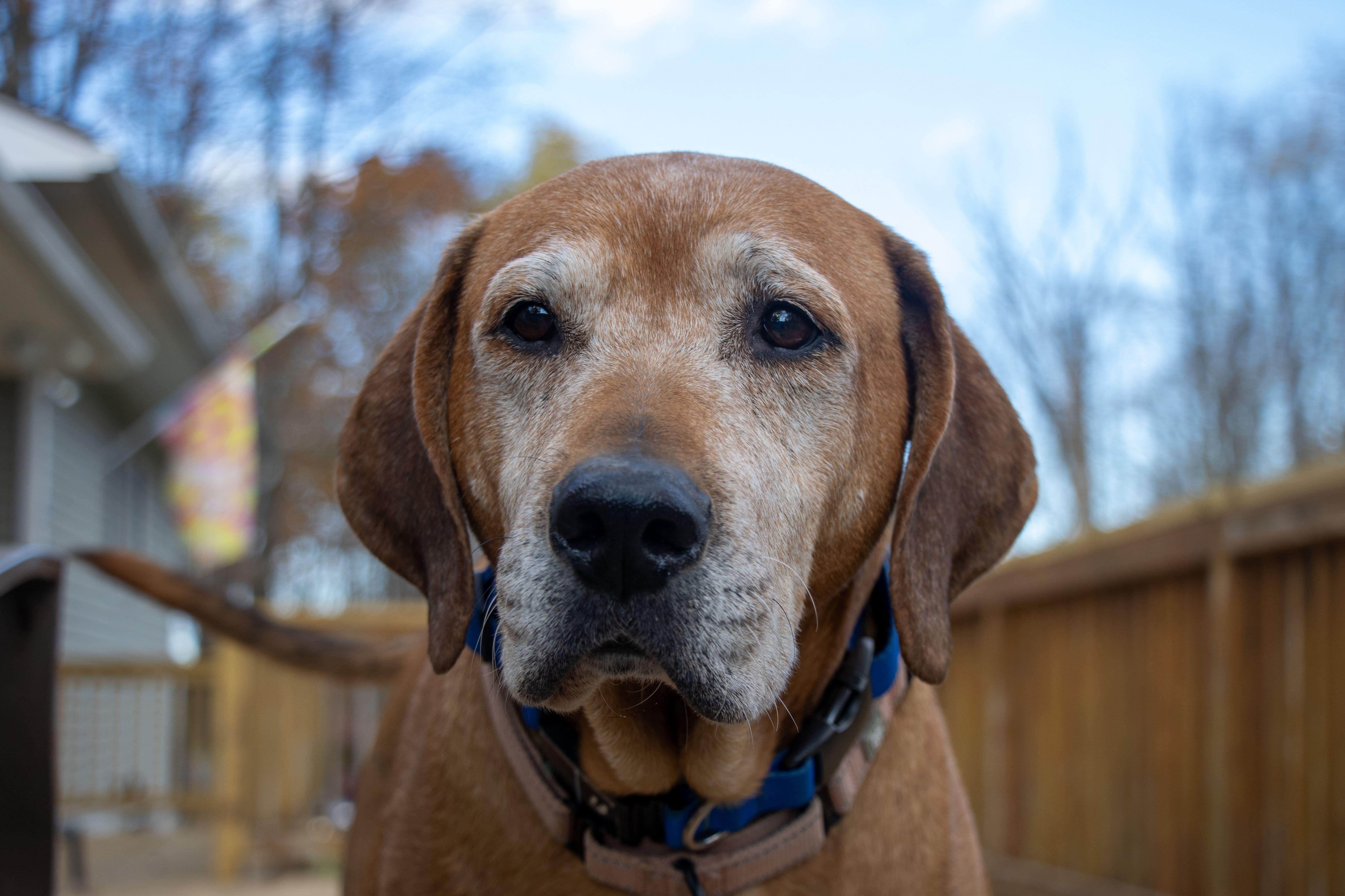 Sugarplum, a Adoptable mixed breed in Argyle, NY image 2/6