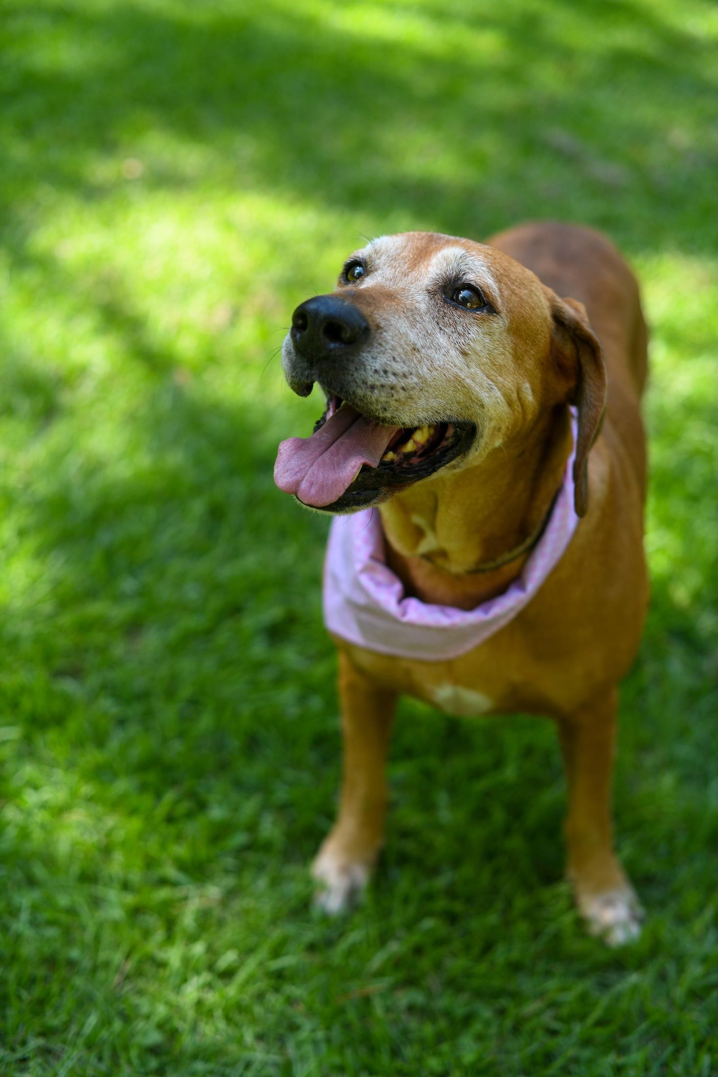 Sugarplum thumbnail 3