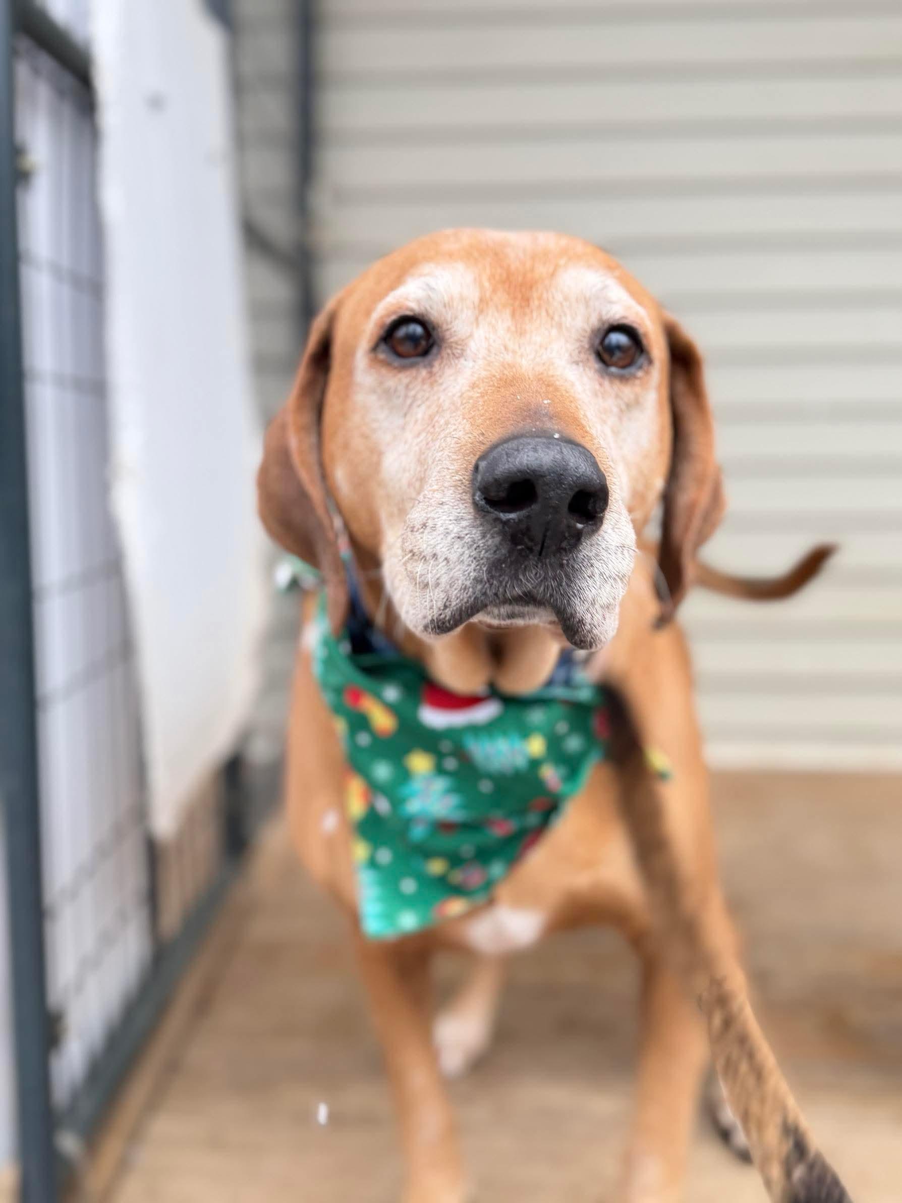 Sugarplum, a Adoptable mixed breed in Argyle, NY image 6/6