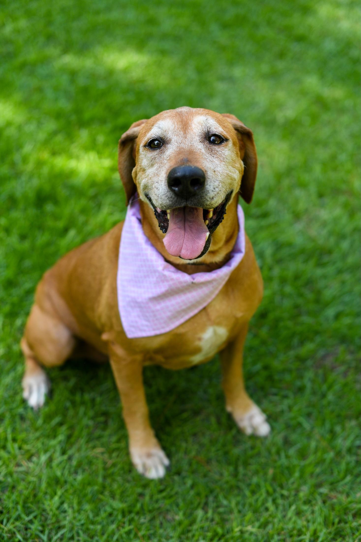 Sugarplum thumbnail 5