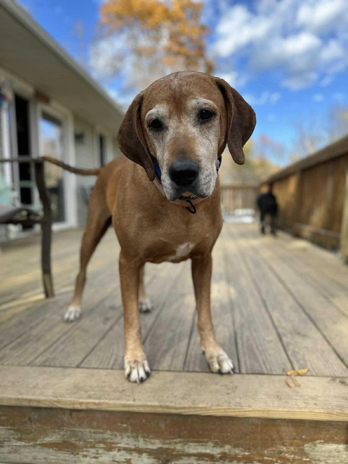 Sugarplum, a Adoptable mixed breed in Argyle, NY image 3/6