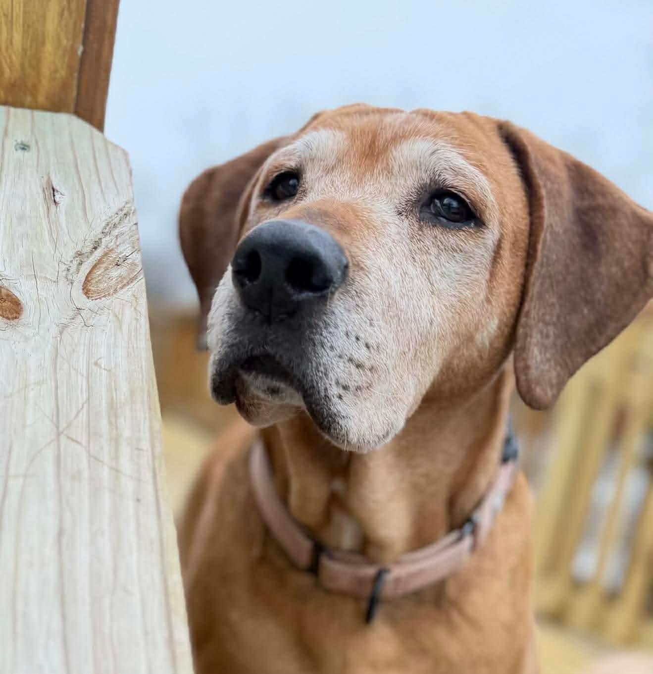 Enlarge Sugarplum, a Adoptable mixed breed in Argyle, NY image 1/6