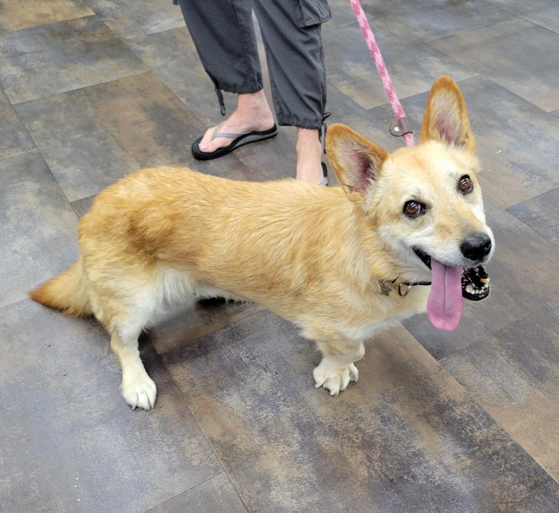 Enlarge Watson, a Adoptable mixed breed in Lisbon, OH image 3/3
