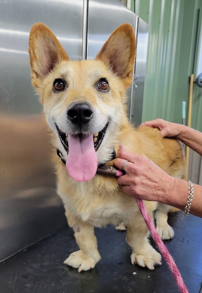 Enlarge Watson, a Adoptable mixed breed in Lisbon, OH image 2/3