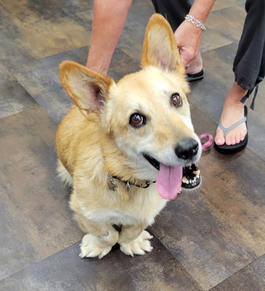 Enlarge Watson, a Adoptable mixed breed in Lisbon, OH image 1/3
