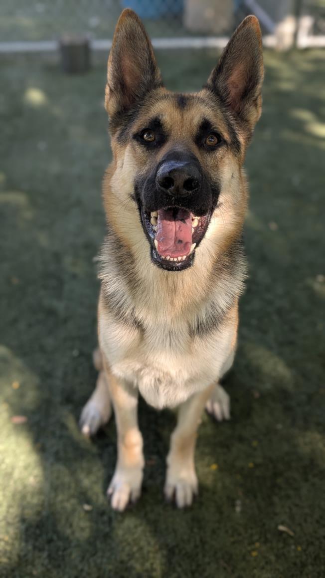 FURGOSON, Adoptable, Adult Male German Shepherd Dog.