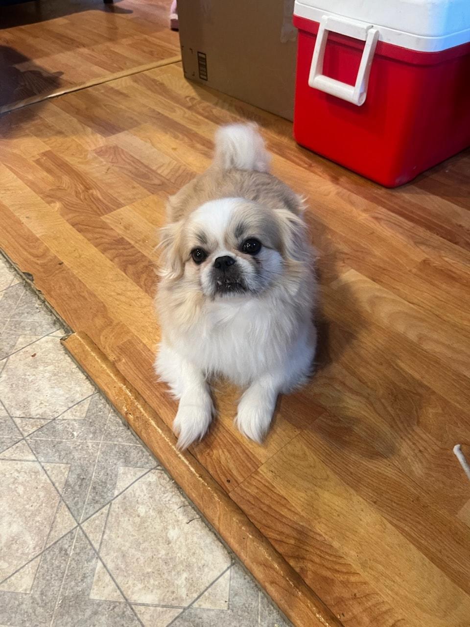 Enlarge Lucky, a Adoptable mixed breed in Bethel, AK image 1/1