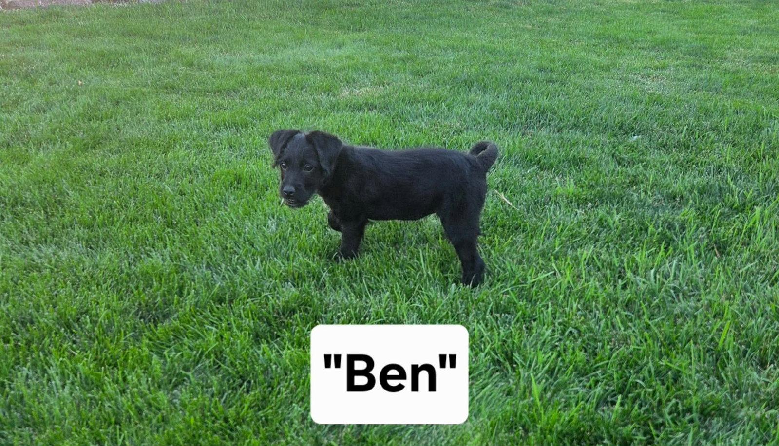 Ben, Adoptable, Puppy Male Australian Cattle Dog / Blue Heeler & Poodle.