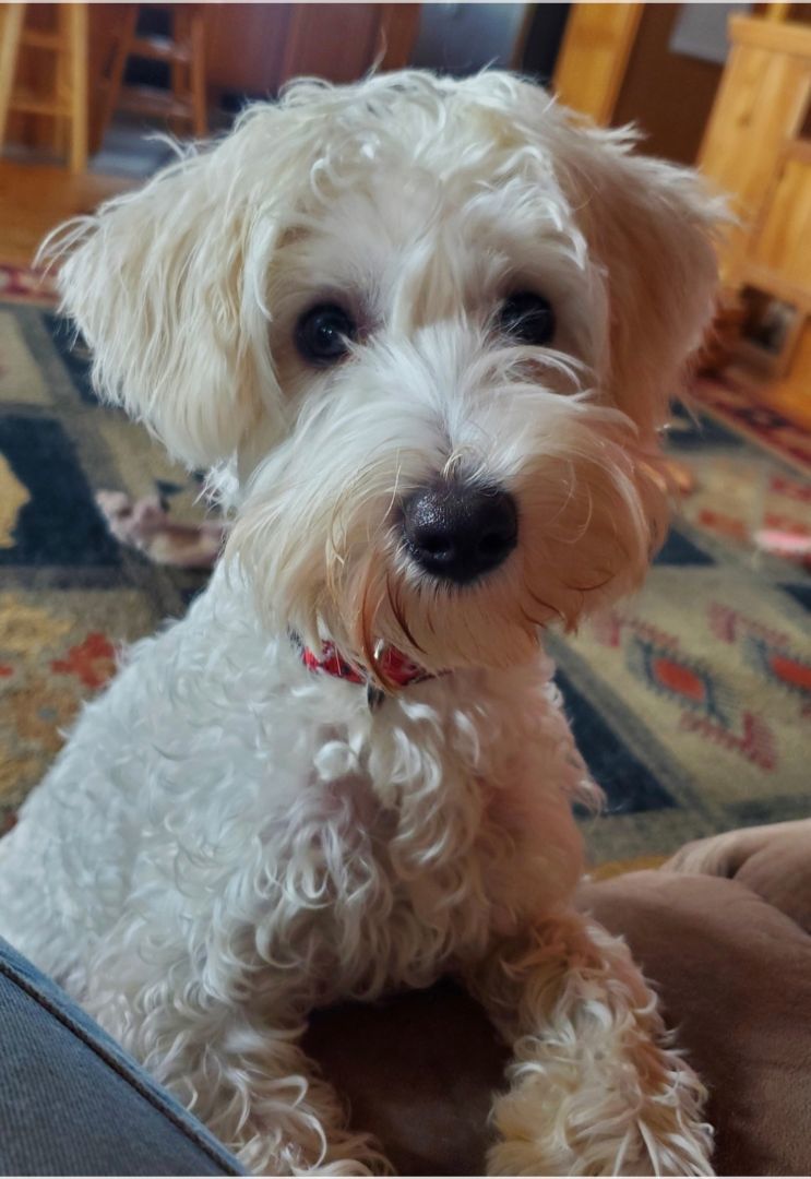 Turbo, a Adopted mixed breed in North Haverhill, NH image 1/6