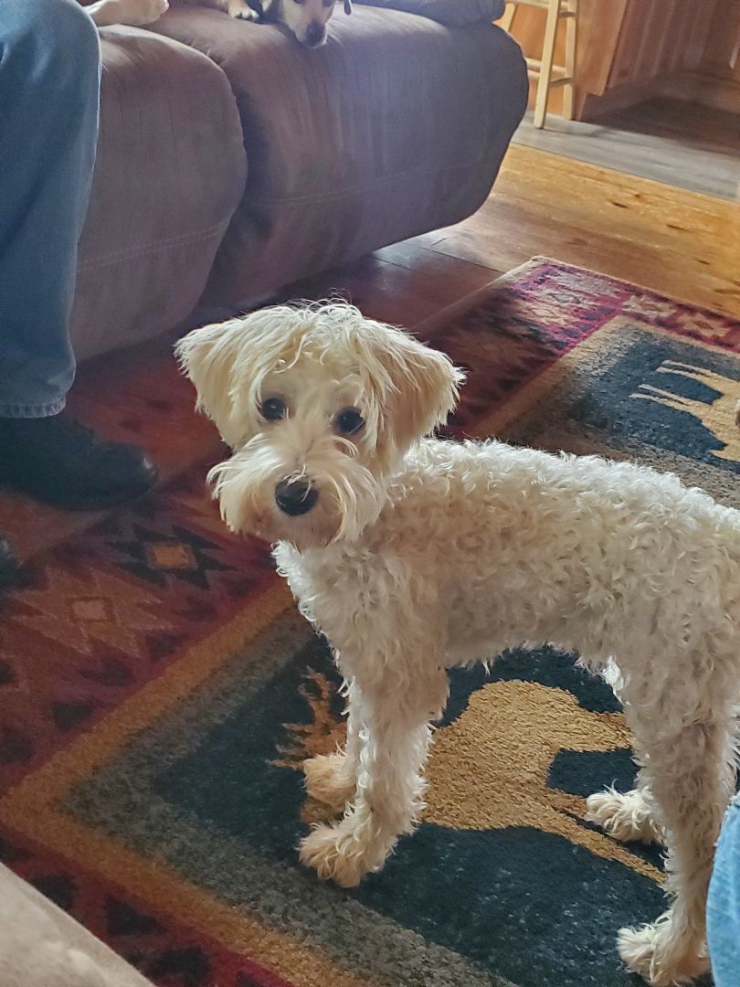 Turbo, a Adopted mixed breed in North Haverhill, NH image 4/6
