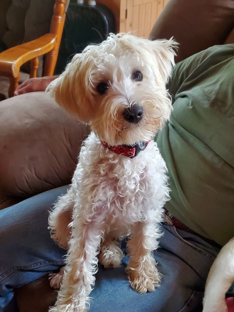 Turbo, a Adopted mixed breed in North Haverhill, NH image 6/6
