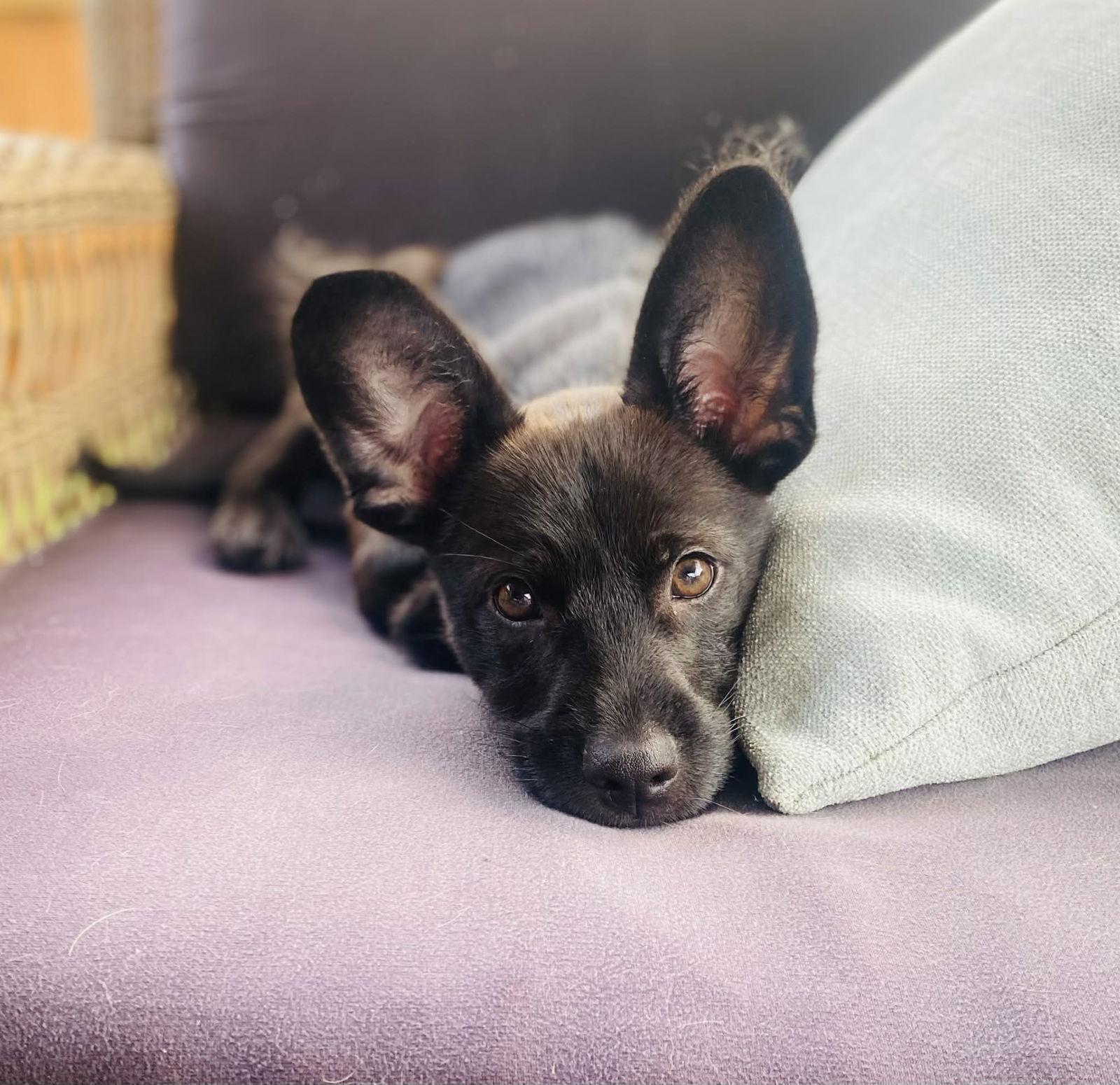 Enlarge Pip, a Adoptable Chihuahua in Fort Worth, TX image 1/3