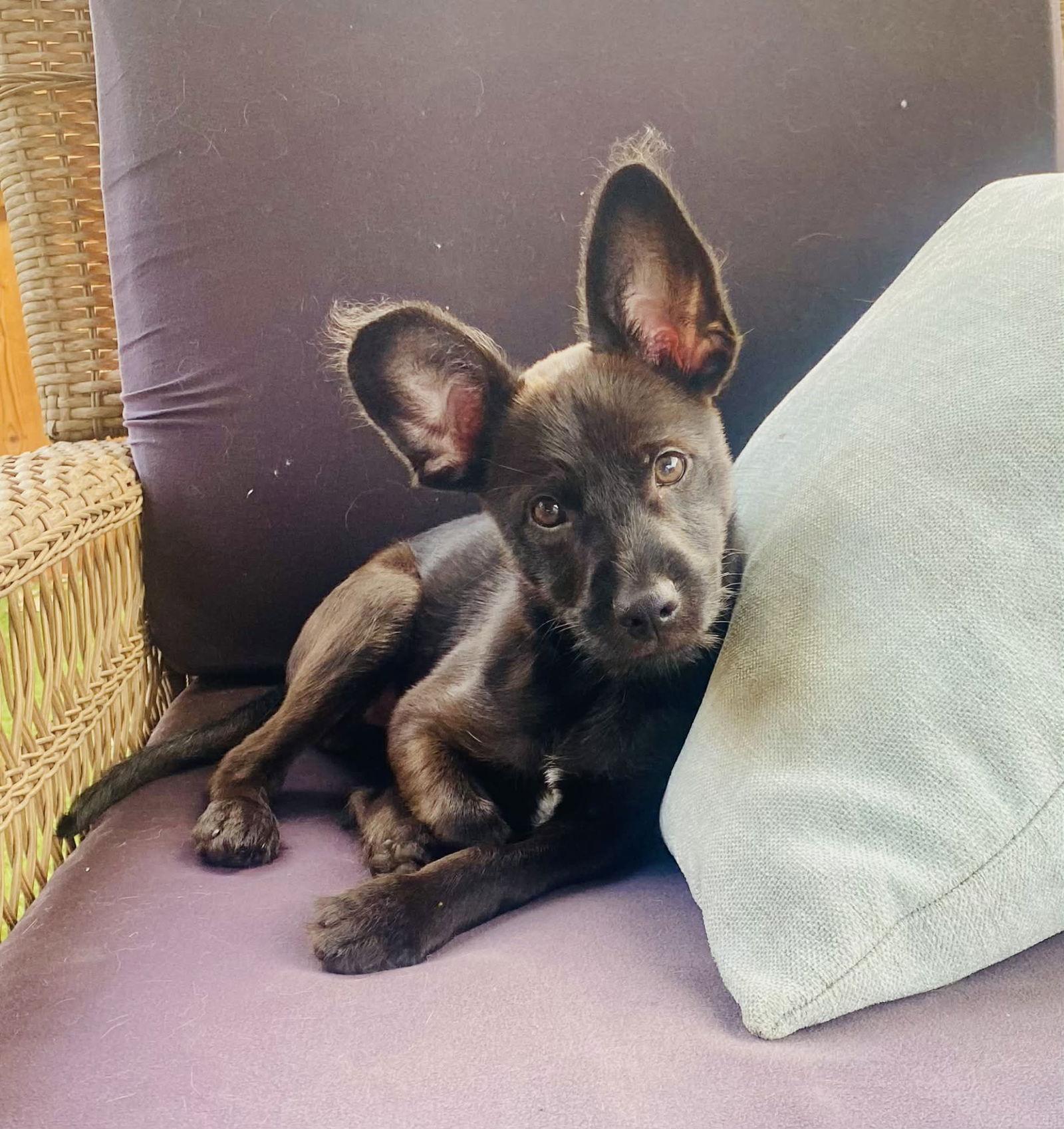 Enlarge Pip, a Adoptable Chihuahua in Fort Worth, TX image 2/3