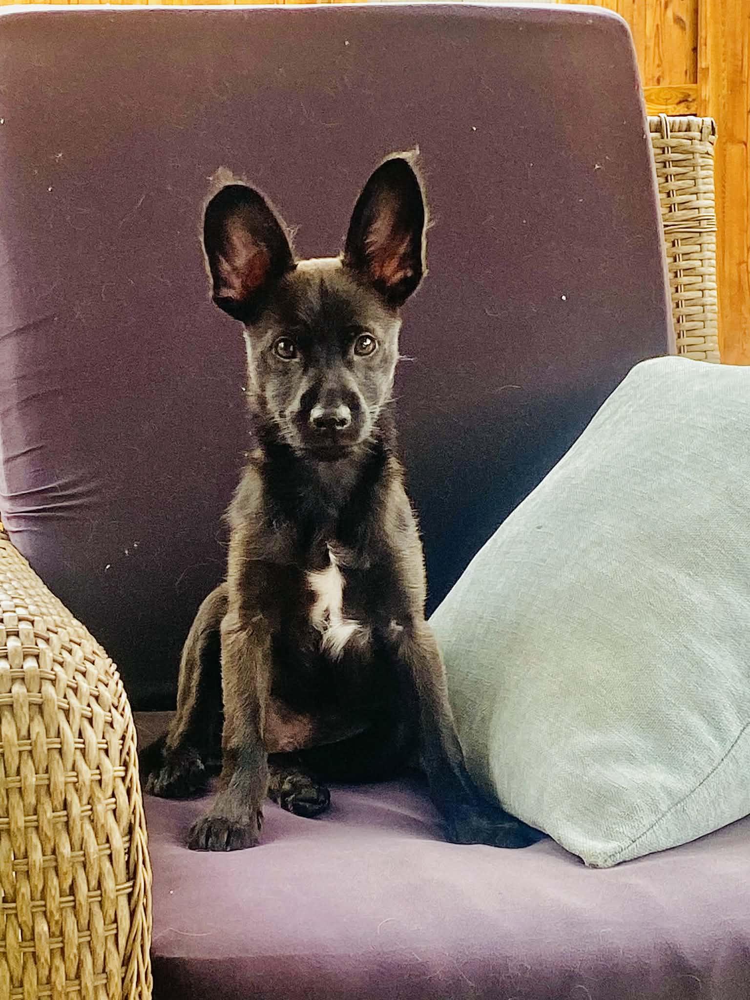 Enlarge Pip, a Adoptable Chihuahua in Fort Worth, TX image 3/3