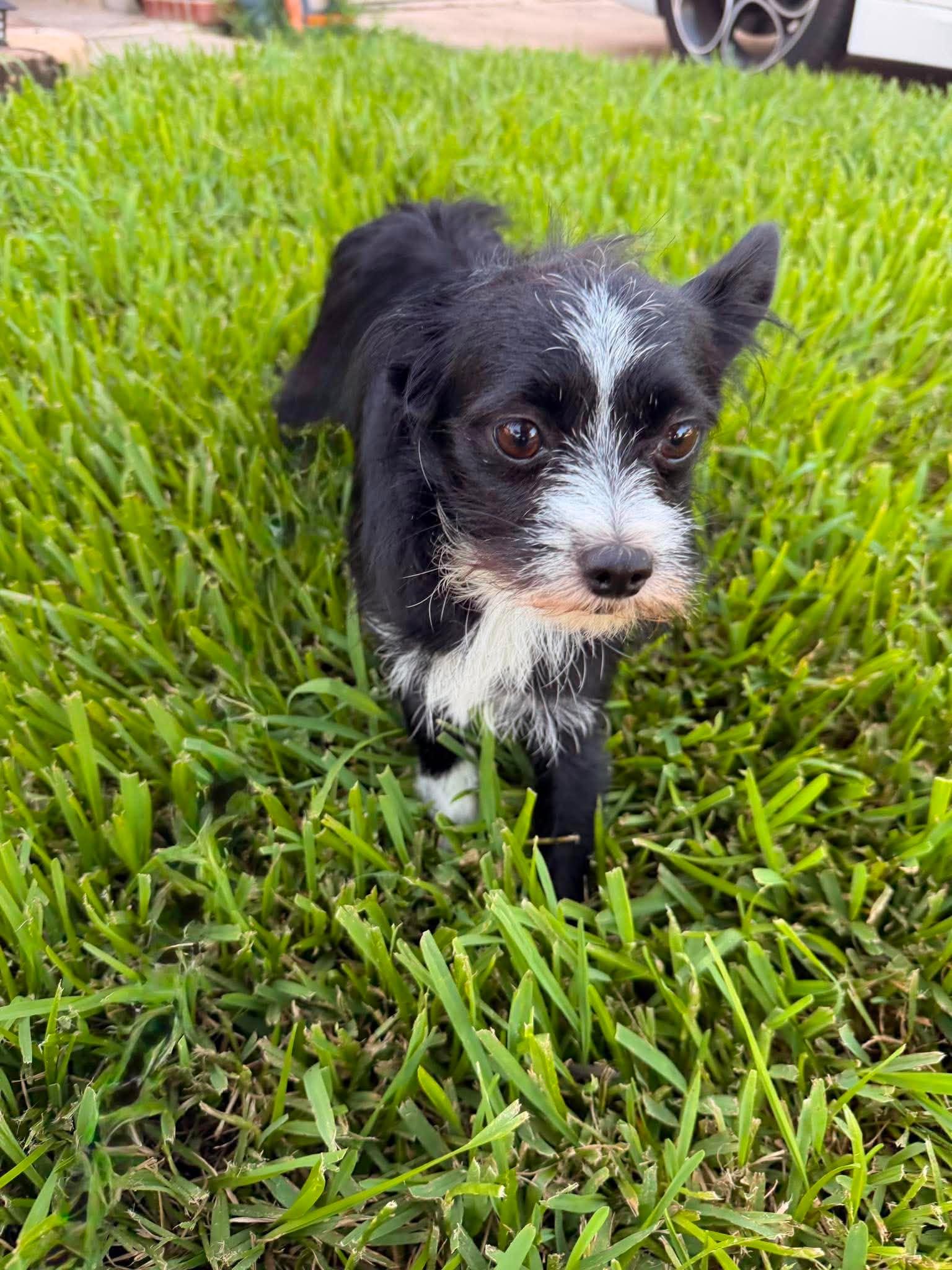 Oreo, an adopted mixed breed in Sugar Land, TX image 4/5