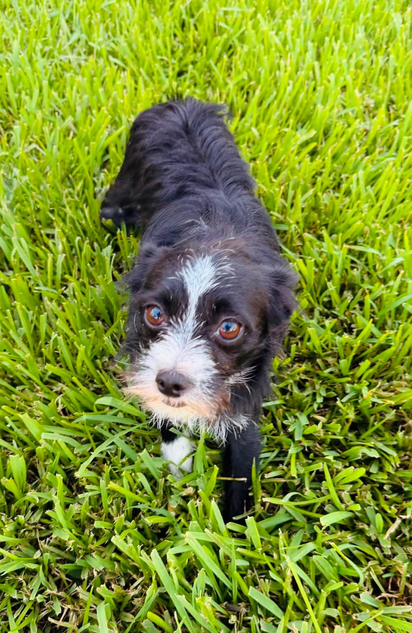 Oreo, an adopted mixed breed in Sugar Land, TX image 2/5
